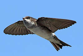 Western House Martin