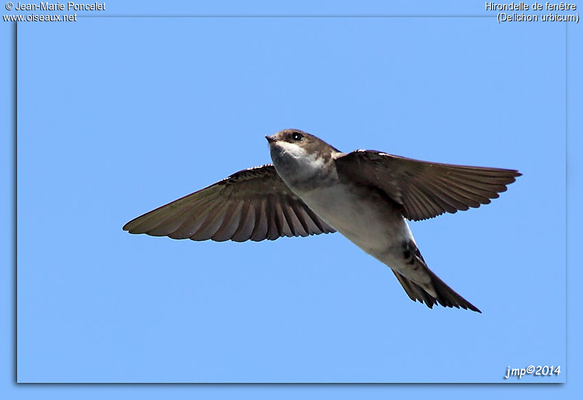 Common House Martin