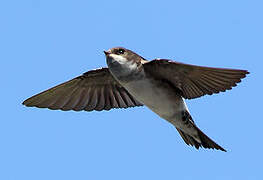 Western House Martin