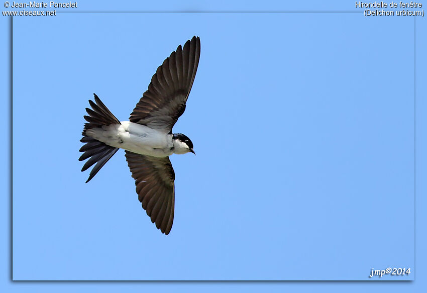 Western House Martin