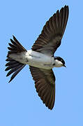 Common House Martin