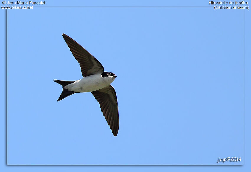 Common House Martin