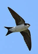 Western House Martin