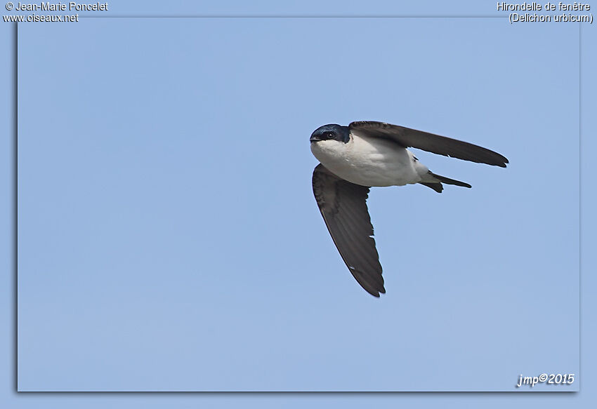 Western House Martin