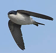 Common House Martin