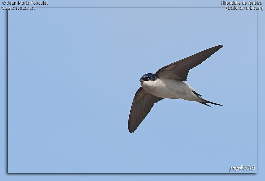 Western House Martin