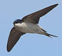 Western House Martin