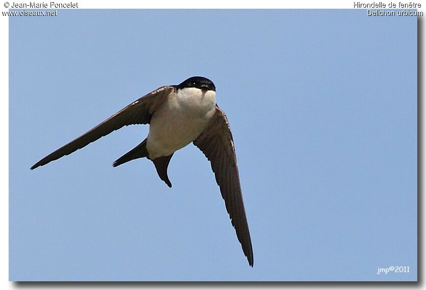 Western House Martin