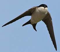 Western House Martin