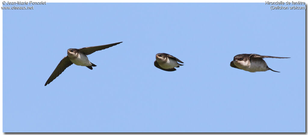 Western House Martin