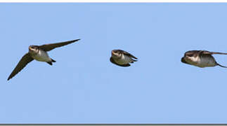 Western House Martin