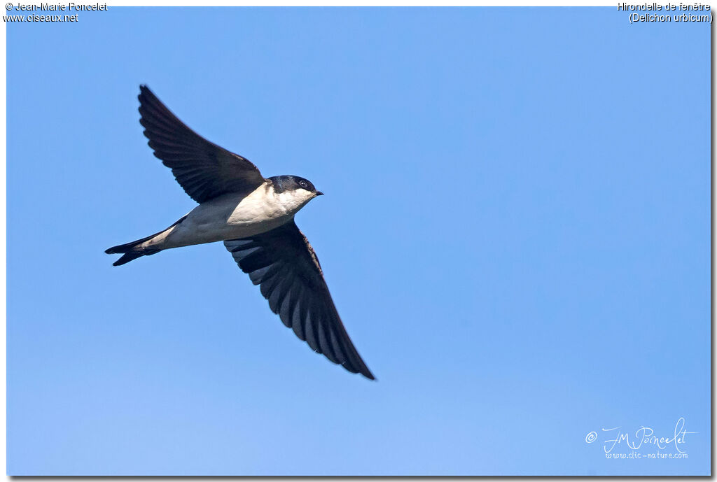 Common House Martin