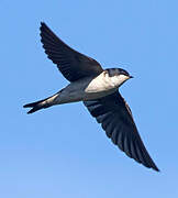 Western House Martin