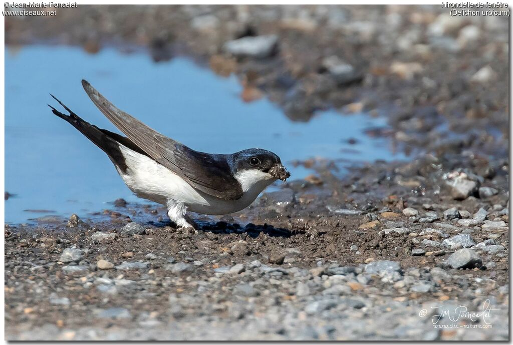 Western House Martin