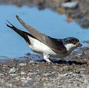 Western House Martin