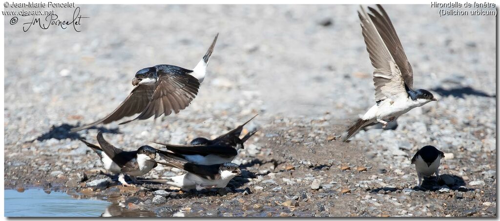 Western House Martin