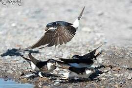 Western House Martin