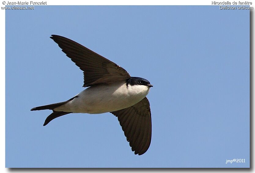 Western House Martin