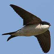 Common House Martin