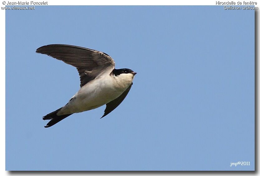 Western House Martin