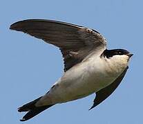 Western House Martin