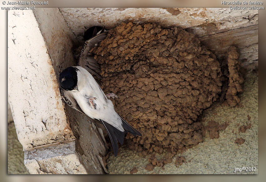 Western House Martin