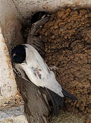 Western House Martin