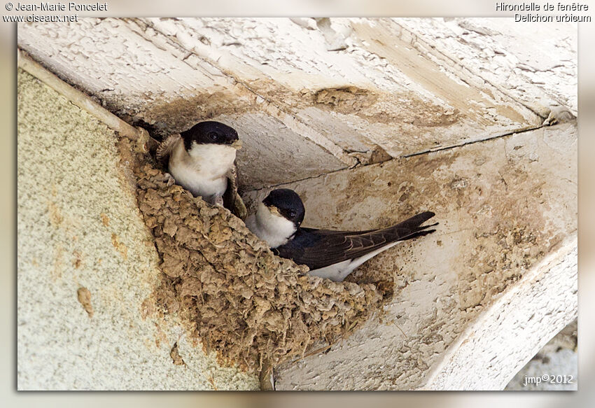 Western House Martin