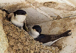 Western House Martin