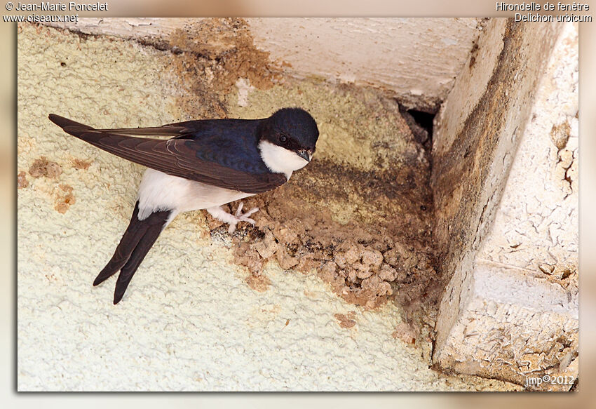 Western House Martin