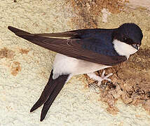 Western House Martin