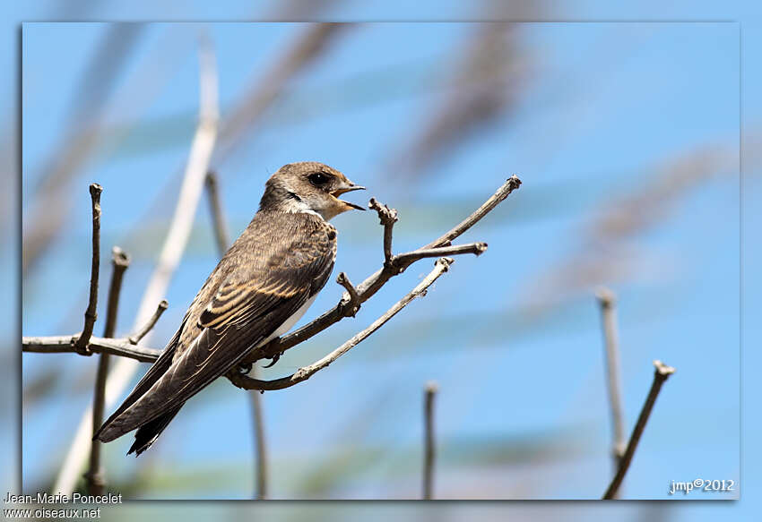 Sand Martinjuvenile, identification