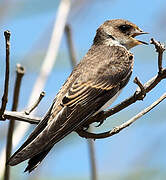 Sand Martin