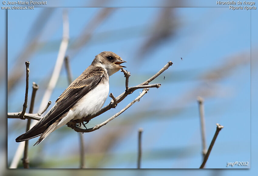 Sand Martin