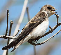 Sand Martin