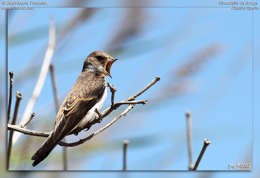 Sand Martin