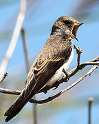 Sand Martin