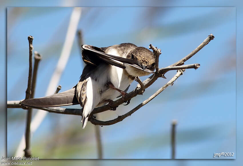 Sand Martin, care