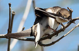 Sand Martin