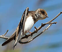 Sand Martin