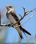 Sand Martin