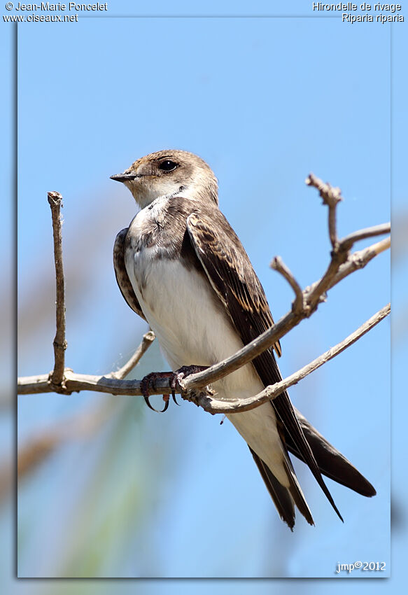 Sand Martin