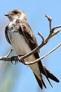 Sand Martin