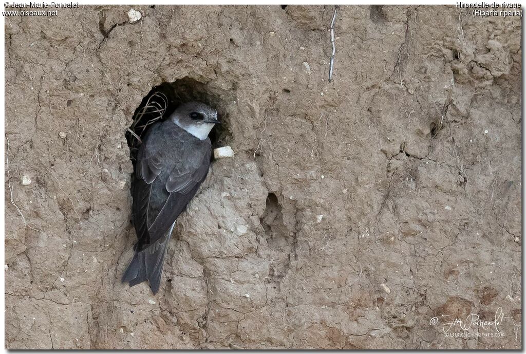 Sand Martin