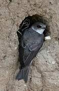 Sand Martin