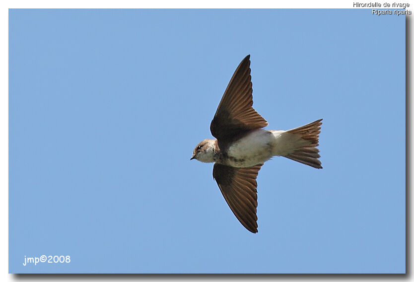 Sand Martin