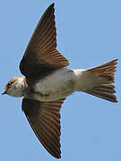 Sand Martin