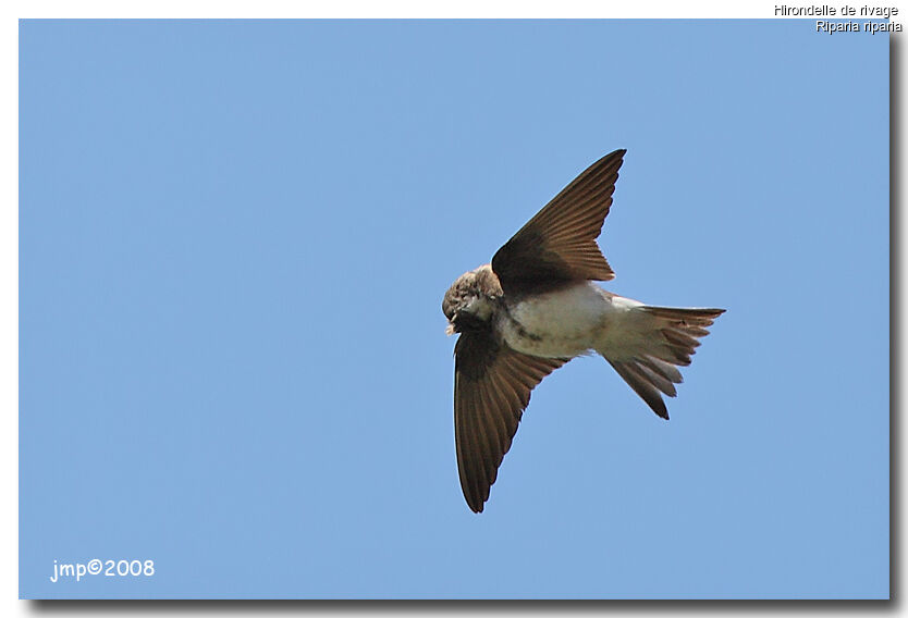 Sand Martin