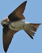 Sand Martin