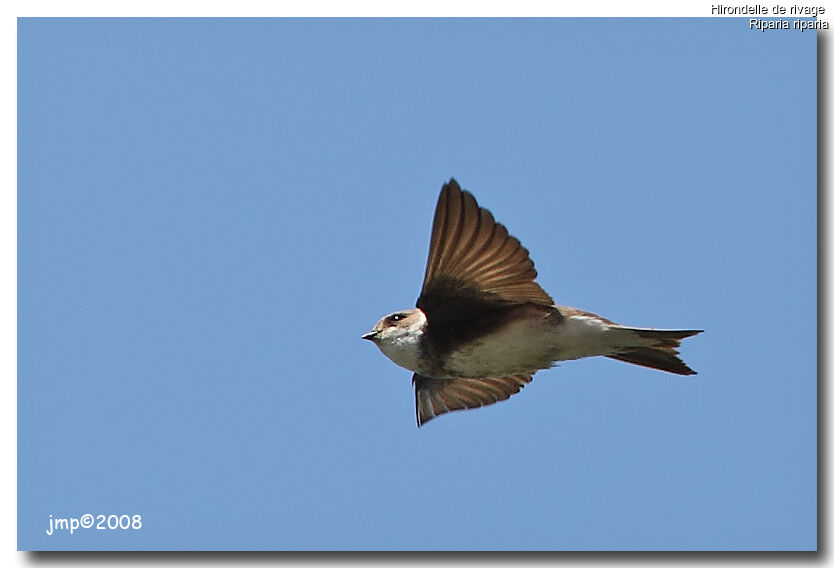 Sand Martin